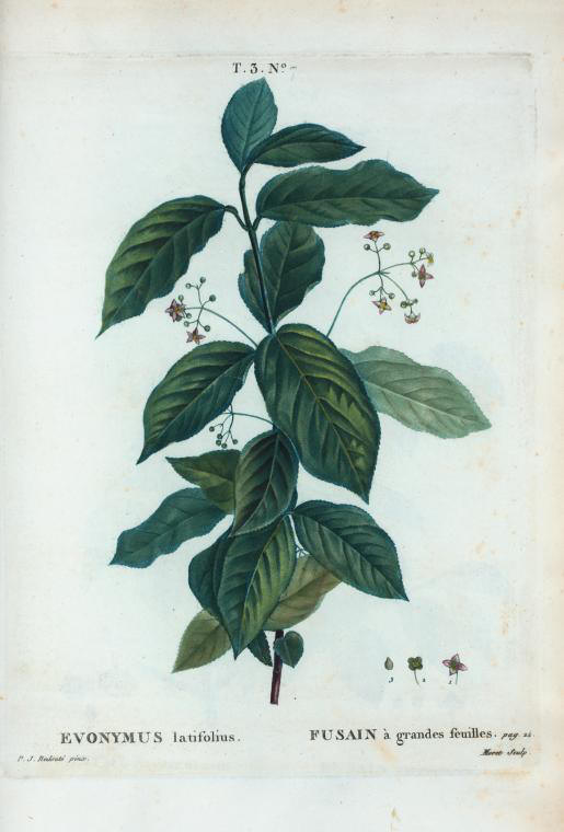 evonymus latifolius (fusain à grandes feuilles)