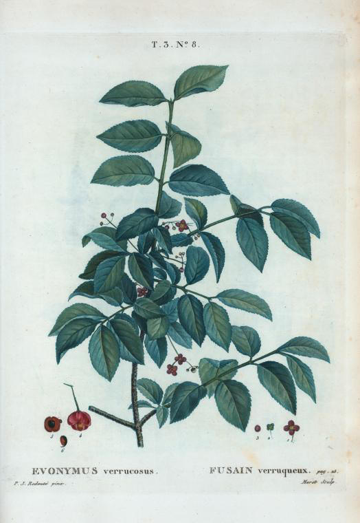 evonymus verrucosus (fusain verruqueux)