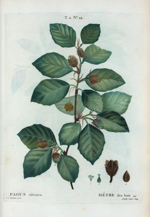 Fagus silvatica (hetre des bois)