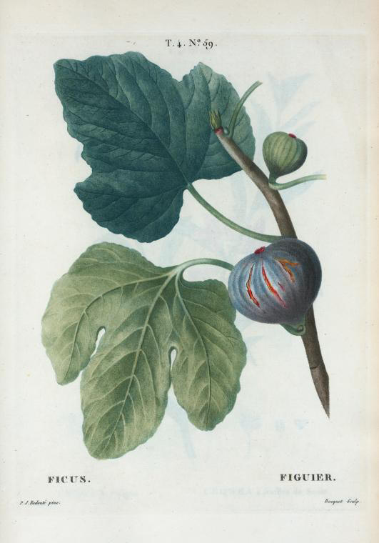 Ficus (figuier feuilles)
