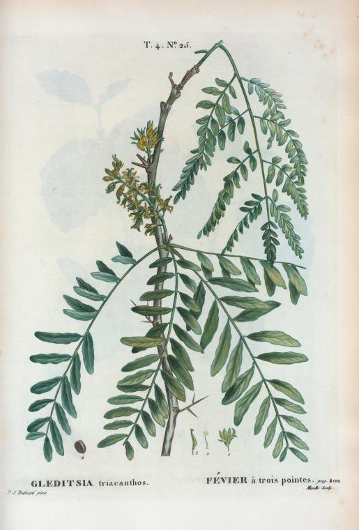 gleditsia triacanthos (févier à trois pointes)
