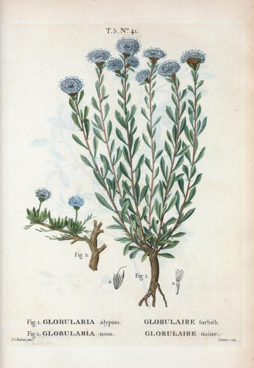 globularia alypum (globulaire turbith)