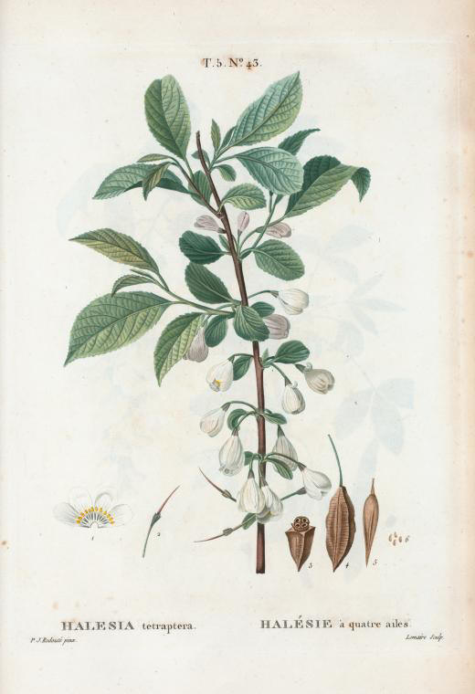 halesia tetraptera (halésie à quatre ailes)