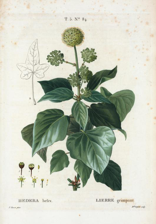 hedera helix (lierre grimpant)