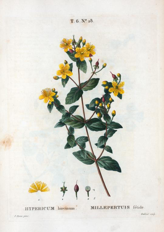 hipericum hircinum (millepertuis fetide)