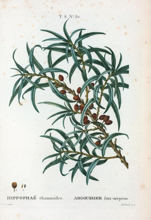 hippophae rhamnoides (argoussier faux-nerprun)