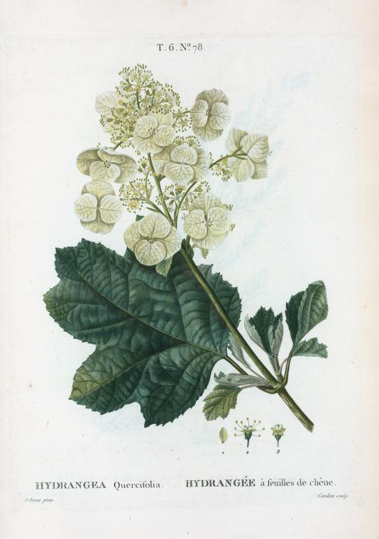 hydrangea quercifolia (hydrangée à feuilles de chêne)