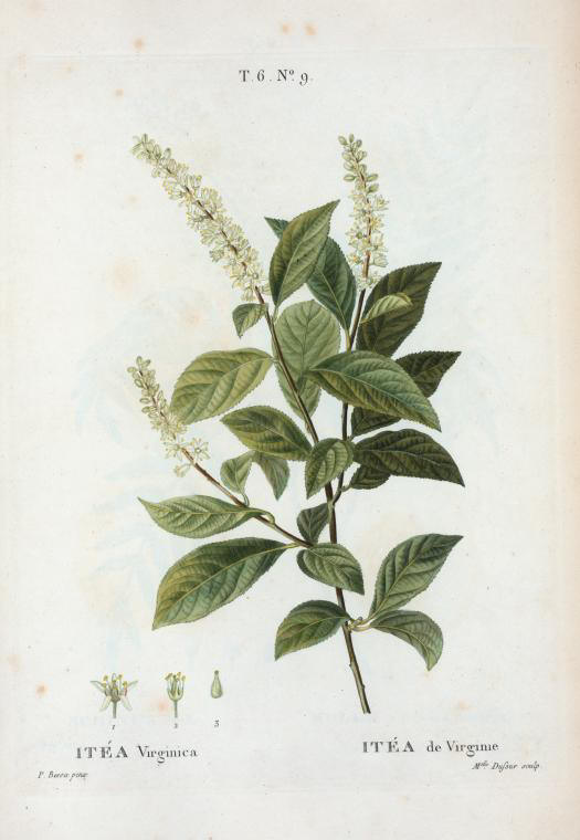 itea virginica (itea de virginie)