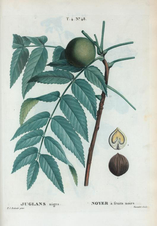 juglans nigra (noyer a fruits noirs)