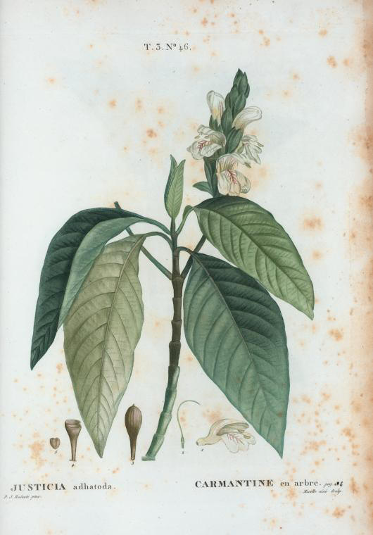 justica adhatoda (carmantine en arbre)