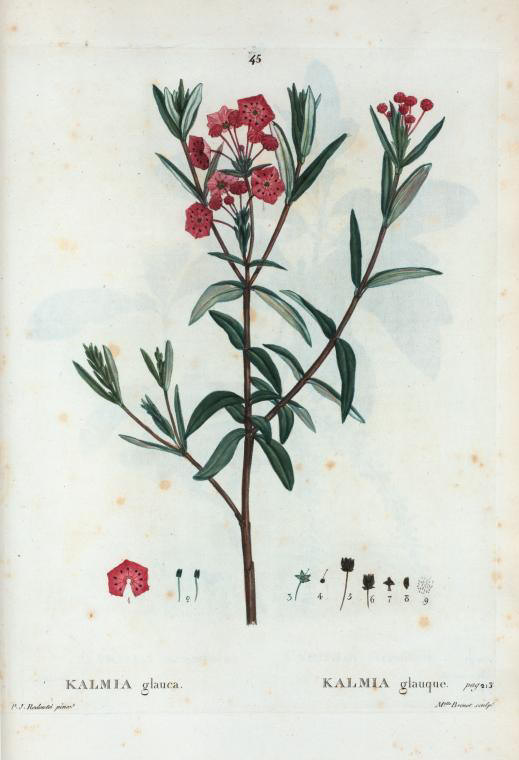 kalmia glauca (kalmia glauque)