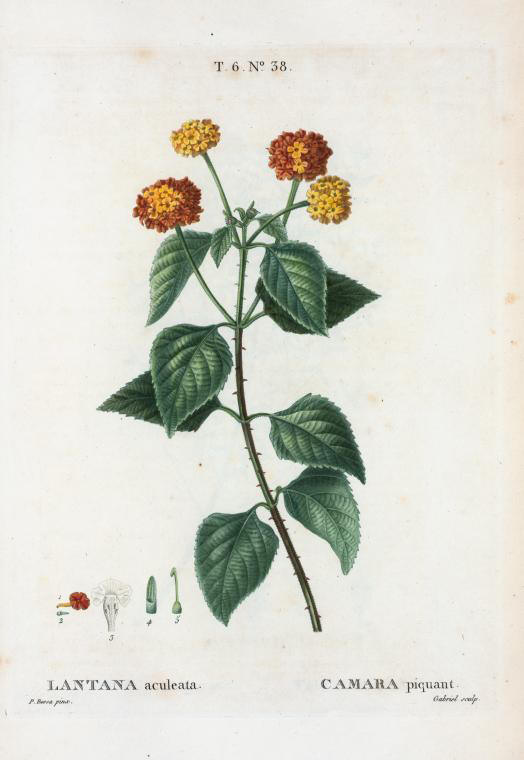 lantana aculeata (camara piquant)
