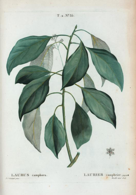 laurus camphora (laurier camphrier)