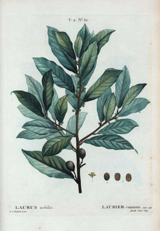 laurus nobilis (laurier commun)