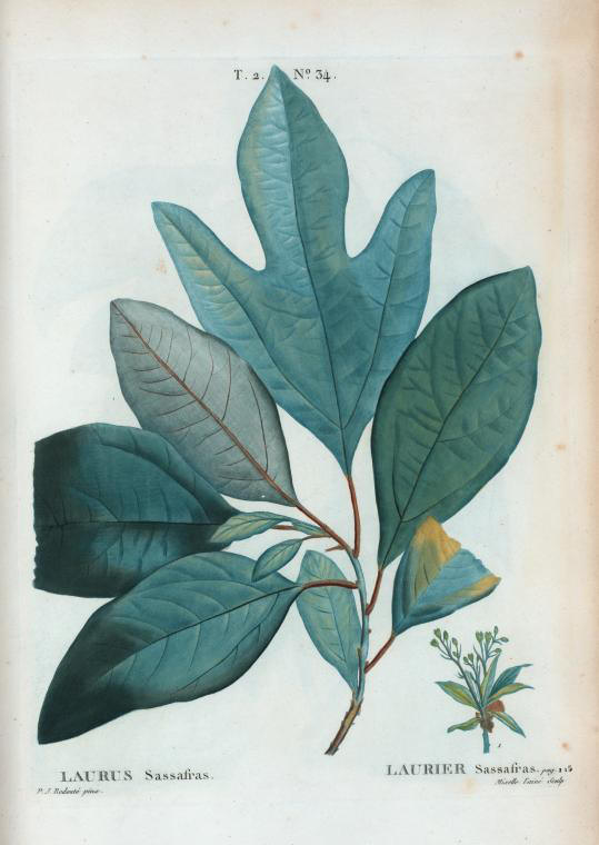 laurus sassafras (laurier sassafras)