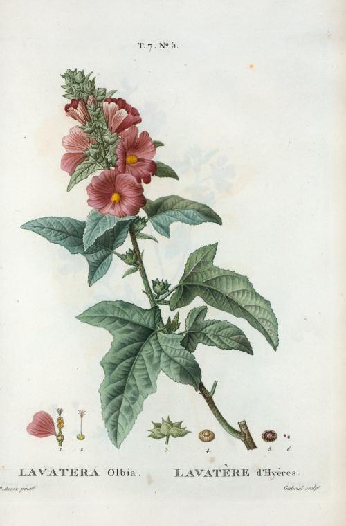 lavatera olbia (lavatere d'hyeres)