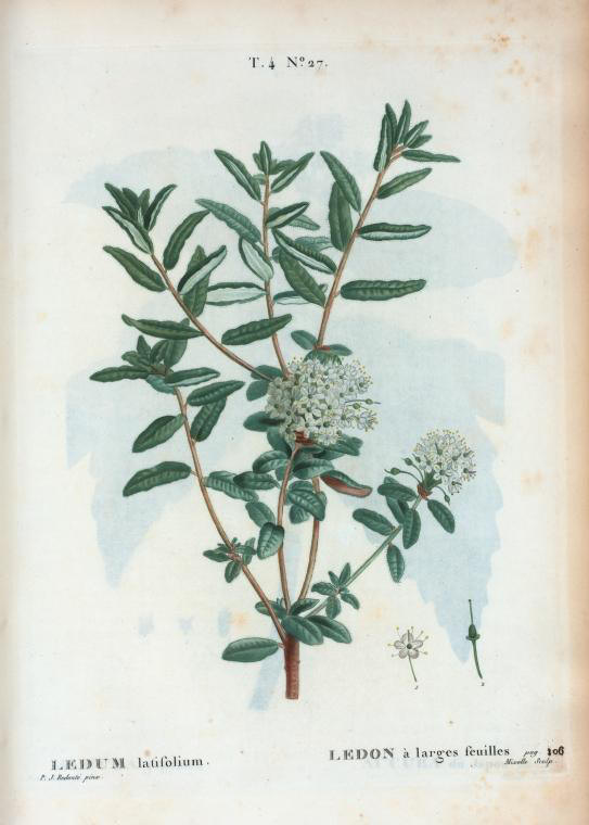 ledum latifolium (ledon a larges feuilles)