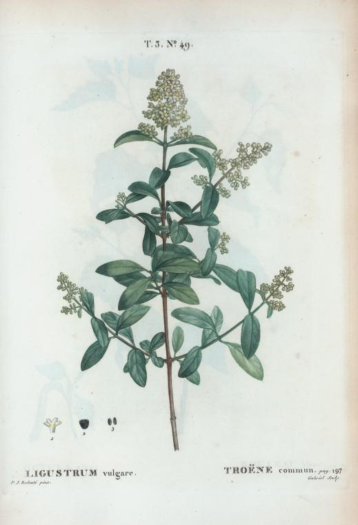 ligustrum vulgare (troene commun)