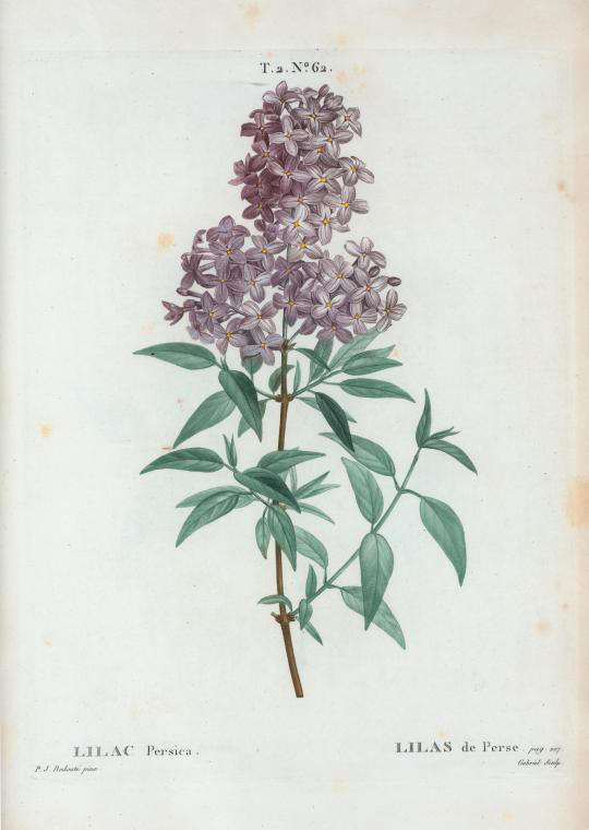lilac persica (lilas de perse)