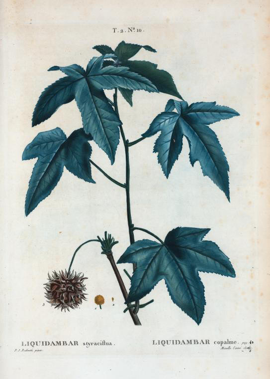 liquidambar styraciflua (liquidambar copalme)