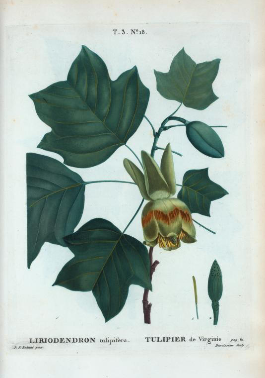 liriodendron tulipifera (tulipier de virginie)