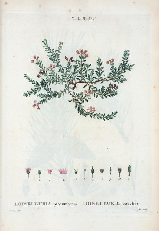 loiseleuria procumbens (loiseleurie couchee)