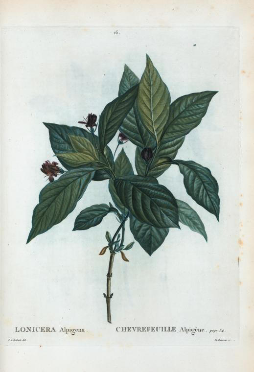 lonicera alpigena (chevrefeuille alpigene)