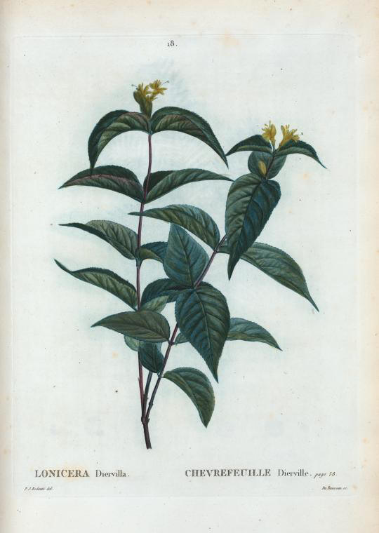 lonicera diervilla (chevrefeuille dierville)