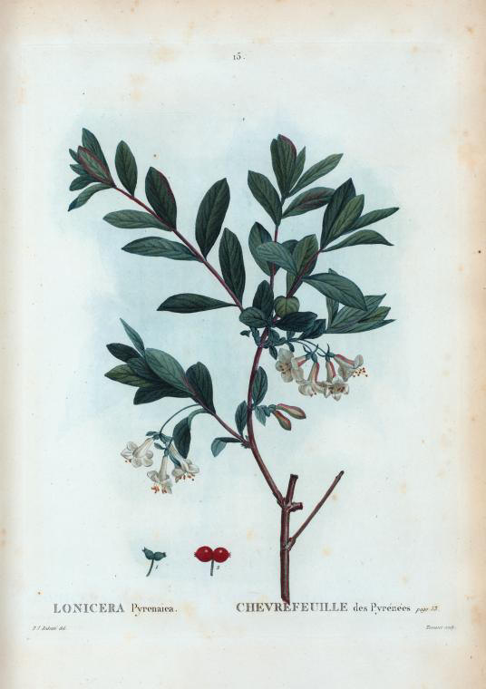 lonicera pyrenaica (chevrefeuille des pyrenees)