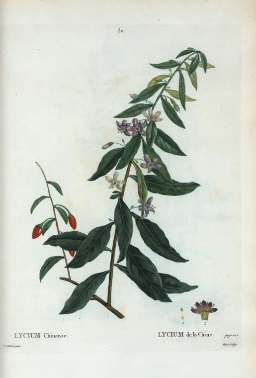 lycium chinense (lycium de la chine)