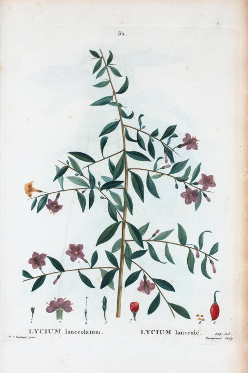 lycium lanceolatum (lycium lanceole)