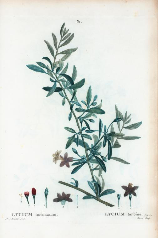 lycium turbinatum (lycium turbine)
