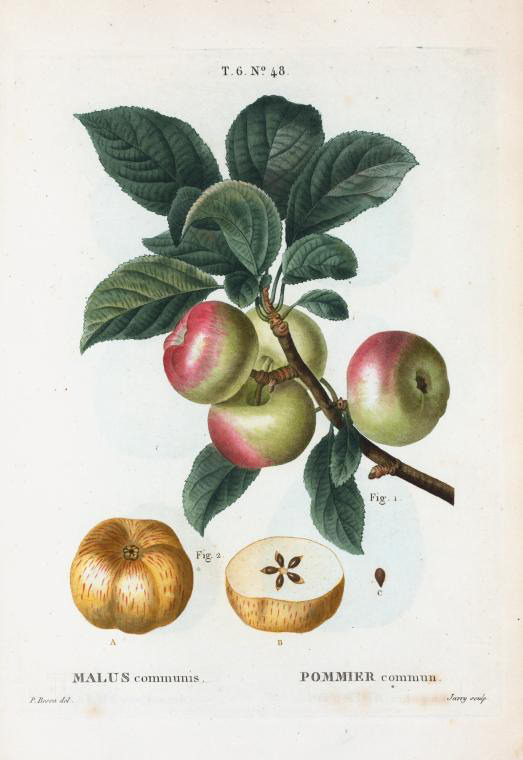 malus communis (pommier commun)
