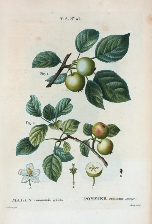 malus communis sylvestris (pommier commun sauvage)