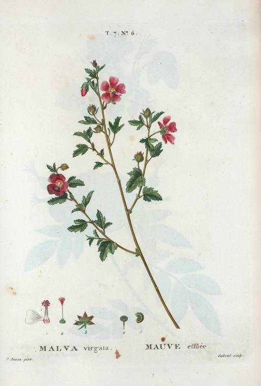 malva virgata (mauve effilee)