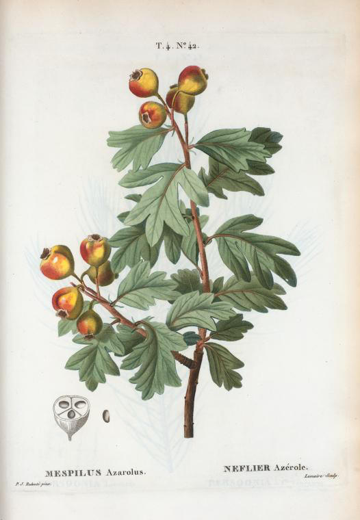 mespilus azarolus (neflier azerole)