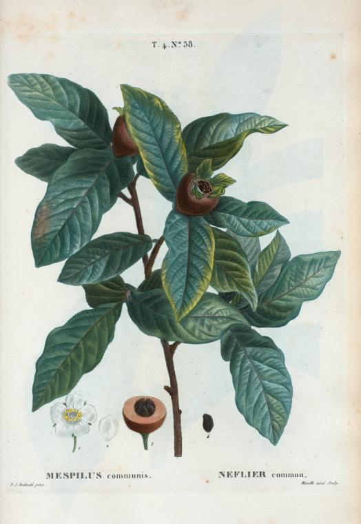 mespilus communis (neflier commun)