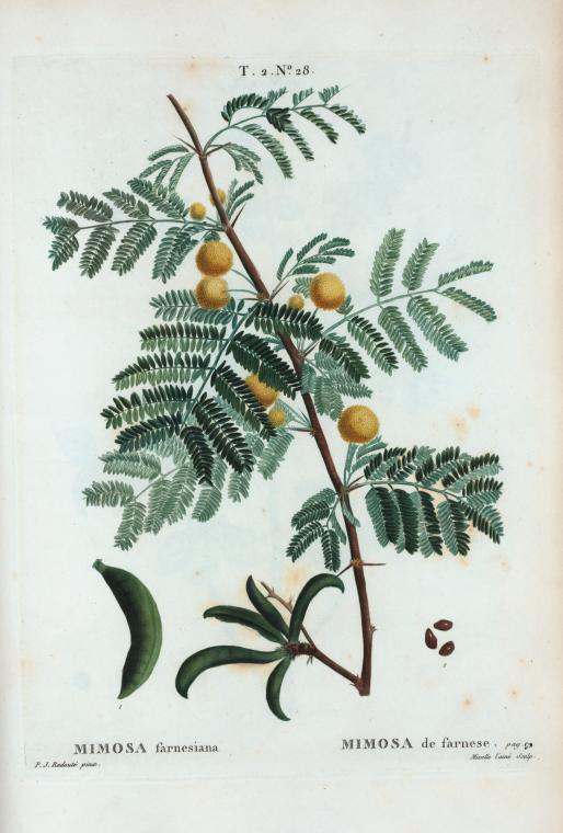 mimosa farnesiana (mimosa de farnese)