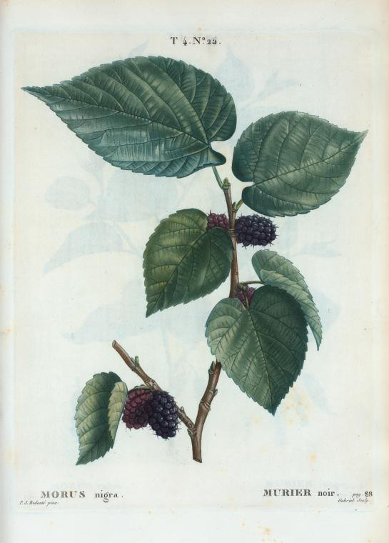 morus nigra (murier noir)