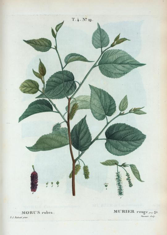 morus rubra (murier rouge)