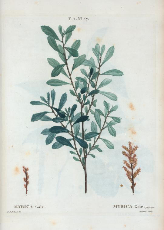 myrica gale (myrica gale)