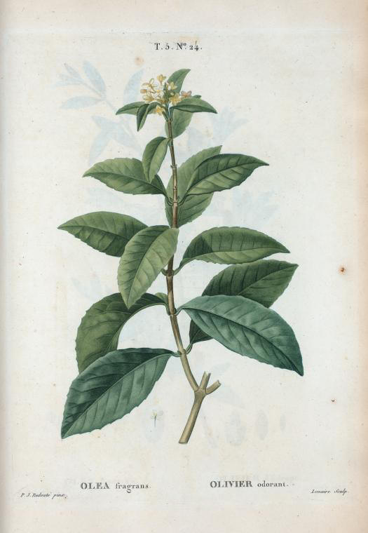 olea fragrans (olivier odorant)