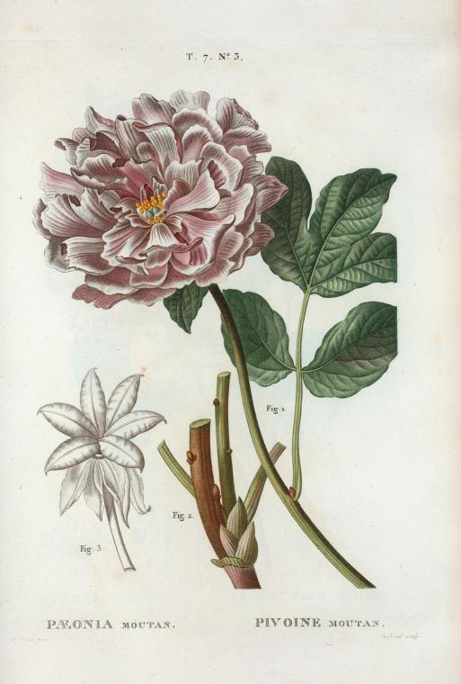 paeonia moutan (pivoine moutan)