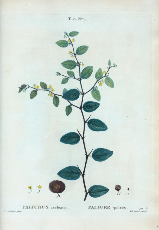 paliurus aculeatus (paliure epineux)