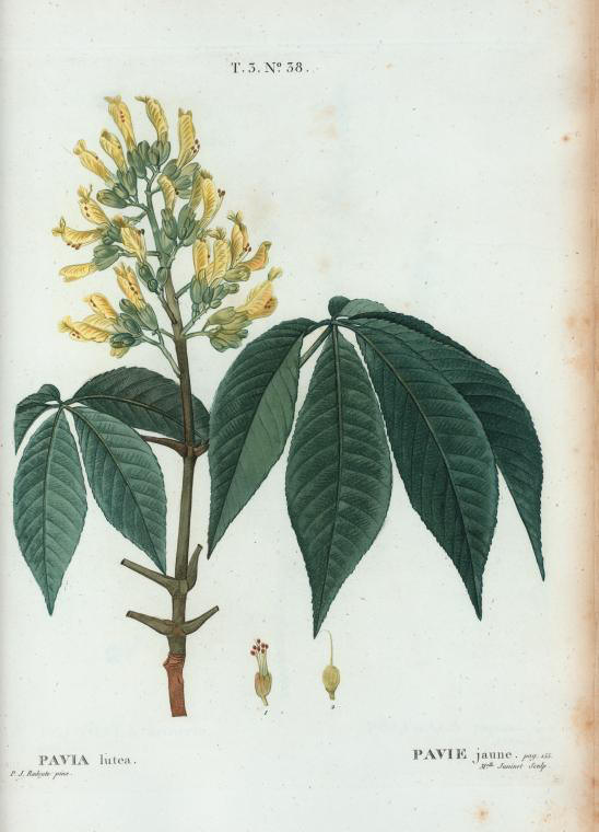 pavia lutea (pavie jaune)
