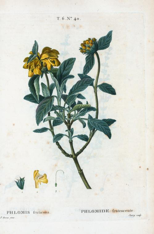 phlomis fruticosa (phlomide frutescente)