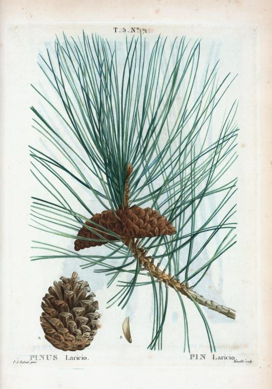 pinus laricio (pin laricio)