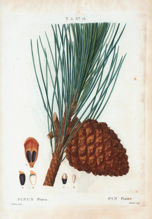pinus pinea (pin pinier)
