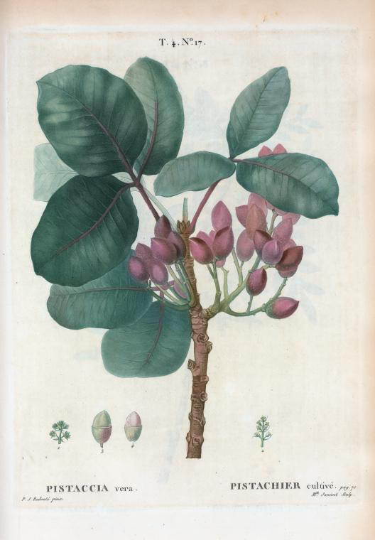 pistaccia vera (pistachier cultive)