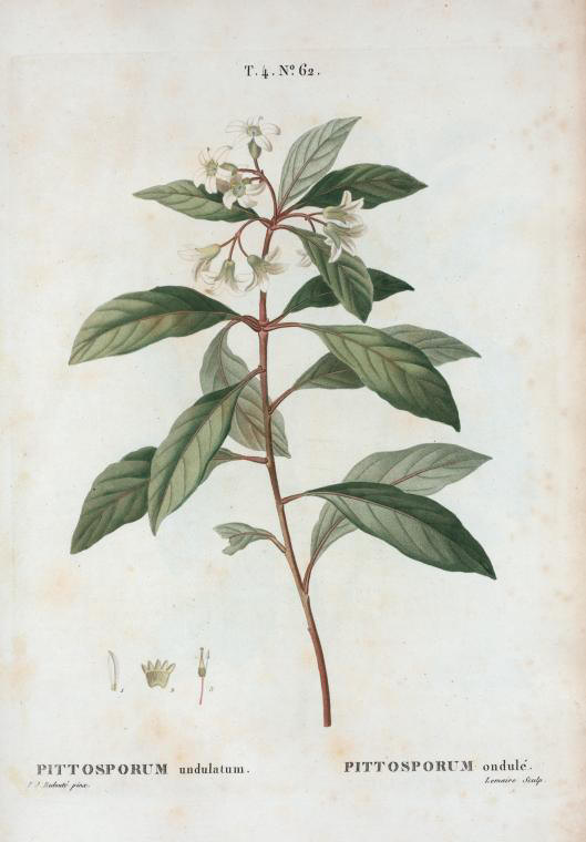 pittosporum undulatum (pittosporum ondule)